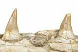 Mosasaur (Platecarpus) Jaw Section with Two Teeth - Morocco #276002-1